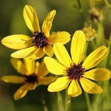 Image result for Coreopsis