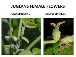 Attēlu rezultāti vaicājumam “Juglans cinerea flower”