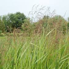 Attēlu rezultāti vaicājumam “Glyceria striata fruit”