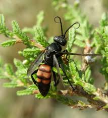 Attēlu rezultāti vaicājumam “Anoplius viaticus”