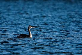 Attēlu rezultāti vaicājumam “Podiceps cristatus juvenile”