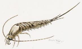 Attēlu rezultāti vaicājumam “Machilidae”