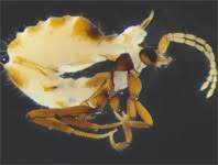 Attēlu rezultāti vaicājumam “Sternorrhyncha”