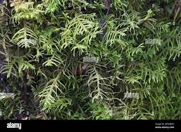 Attēlu rezultāti vaicājumam “Abietinella abietina”