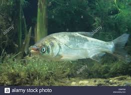 Image result for Hypophthalmichthys molitrix