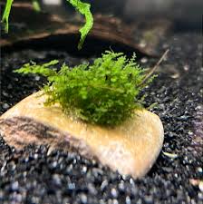 Attēlu rezultāti vaicājumam “Plagiomnium affine”