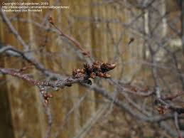 Attēlu rezultāti vaicājumam “Cerasus bud”