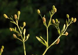 Attēlu rezultāti vaicājumam “Ranunculus sceleratus flower”