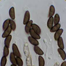 Attēlu rezultāti vaicājumam “Xylaria longipes”