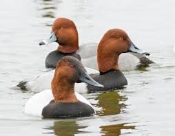 Image result for Aythya valisineria