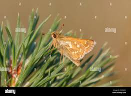Attēlu rezultāti vaicājumam “Hesperia comma underside”