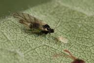 Attēlu rezultāti vaicājumam “Chaitophorus populeti”