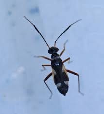 Attēlu rezultāti vaicājumam “Dryophilocoris flavoquadrimaculatus imago”