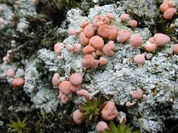 Attēlu rezultāti vaicājumam “Dibaeis baeomyces”