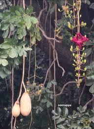 Attēlu rezultāti vaicājumam “Chimaphila umbellata fruit”