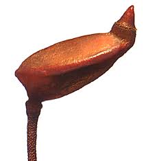 Attēlu rezultāti vaicājumam “Buxbaumia aphylla”