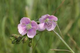 Attēlu rezultāti vaicājumam “Cruciferae”