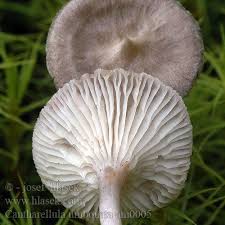 Attēlu rezultāti vaicājumam “Cantharellula umbonata”