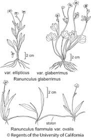 Attēlu rezultāti vaicājumam “Ranunculus flammula”