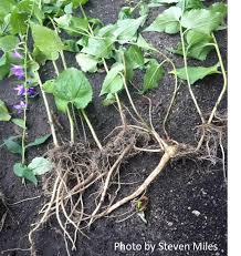 Attēlu rezultāti vaicājumam “Campanula rapunculoides leaf”