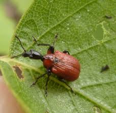 Attēlu rezultāti vaicājumam “Apoderus coryli”
