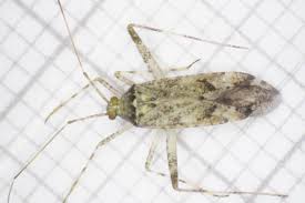 Attēlu rezultāti vaicājumam “Phytocoris sp.”