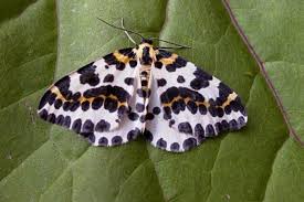 Attēlu rezultāti vaicājumam “Abraxas grossulariata larva”