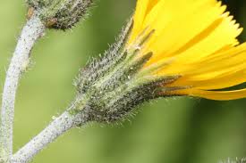 Attēlu rezultāti vaicājumam “Hieracium vulgatum”