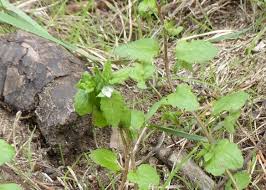 Attēlu rezultāti vaicājumam “Veronica agrestis leaf”