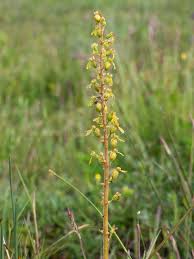 Attēlu rezultāti vaicājumam “Listera ovata flower”