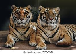 Image result for BERKSHIRE TIGERS THAI