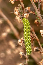 Attēlu rezultāti vaicājumam “Anarta myrtilli”