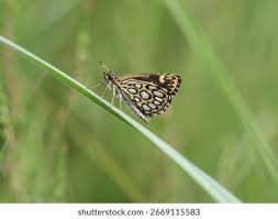 Attēlu rezultāti vaicājumam “Heteropterus morpheus upperside”