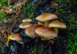 Attēlu rezultāti vaicājumam “Hypholoma sp.”