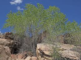 Attēlu rezultāti vaicājumam “Populus x lettland”