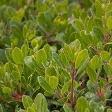 Attēlu rezultāti vaicājumam “Arctostaphylos uva-ursi”