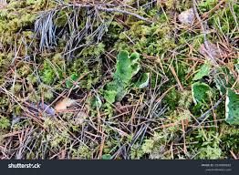 Attēlu rezultāti vaicājumam “Peltigera aphthosa”