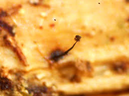 Attēlu rezultāti vaicājumam “Stemonaria irregularis young”