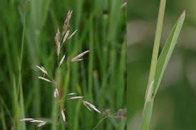 Attēlu rezultāti vaicājumam “Helictotrichon pubescens”