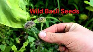 Attēlu rezultāti vaicājumam “Clinopodium vulgare fruit”