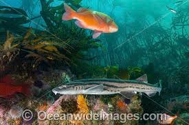 Image result for Poroderma africanum