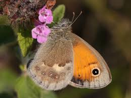 Attēlu rezultāti vaicājumam “Coenonympha pamphilus upperside”