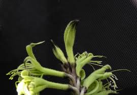 Attēlu rezultāti vaicājumam “Fuligo cinerea macro”