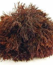 Attēlu rezultāti vaicājumam “Furcellaria lumbricalis”