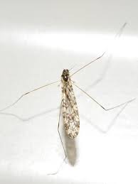 Attēlu rezultāti vaicājumam “Limoniidae”