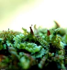 Attēlu rezultāti vaicājumam “Barbeyella minutissima”