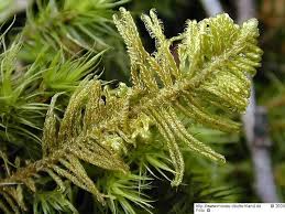 Attēlu rezultāti vaicājumam “Ptilium crista-castrensis”