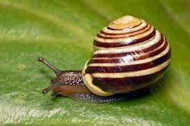 Attēlu rezultāti vaicājumam “Cepaea hortensis”