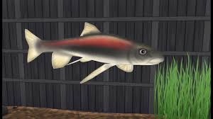 Image result for Carpiodes velifer