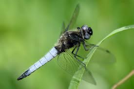 Attēlu rezultāti vaicājumam “Libellula fulva male”